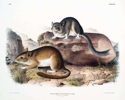 A framed print featuring two animals on a naturalistic background, depicting a scene with rocks and grass.