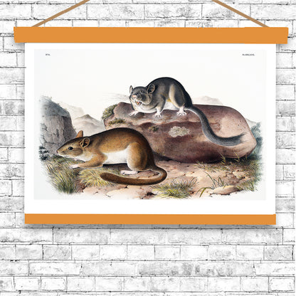 Rocky Mountain Neotoma by John J. Audubon