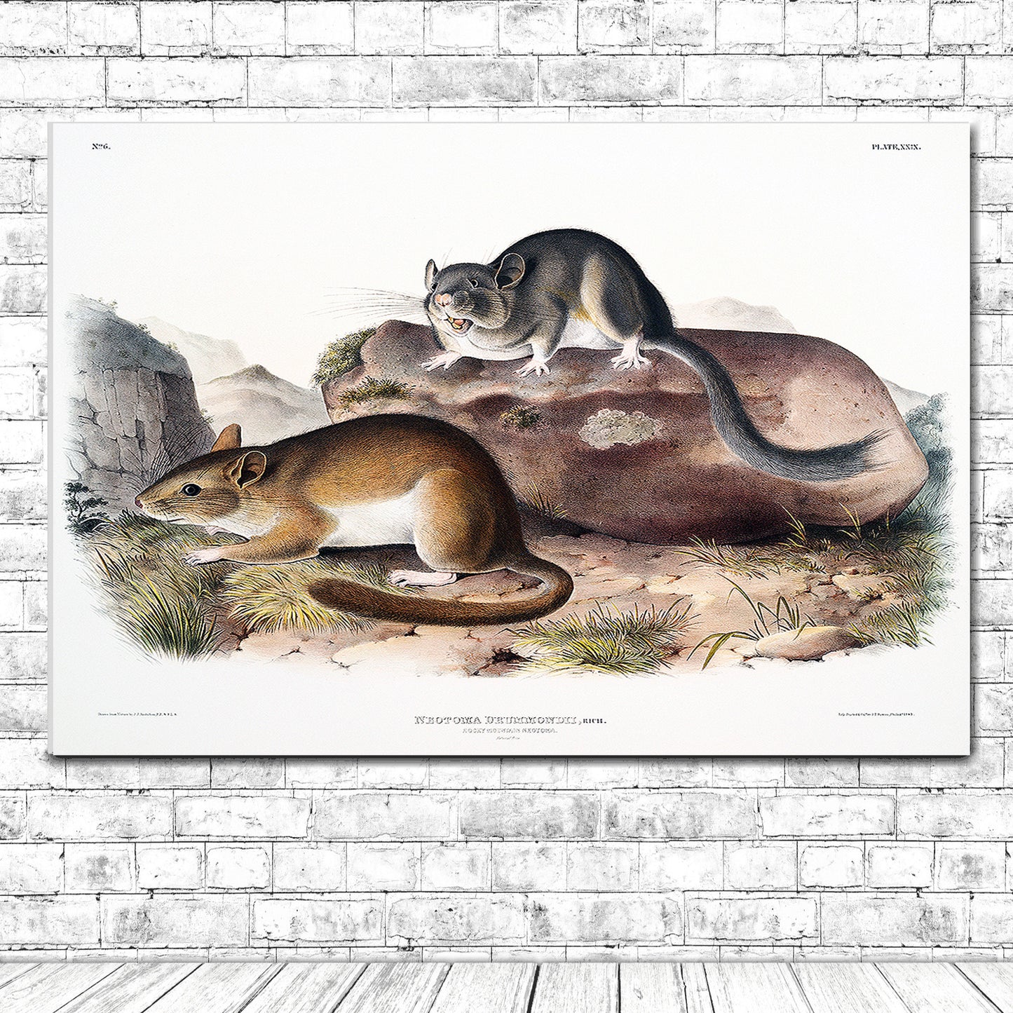 A framed print featuring two animals on a naturalistic background, depicting a scene with rocks and grass.