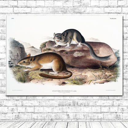A framed print featuring two animals on a naturalistic background, depicting a scene with rocks and grass.