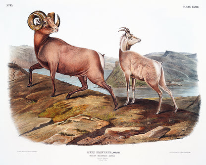 A framed print depicting two sheep on a landscape background, with a black frame around the image.