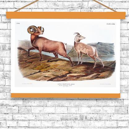 Rocky Mountain Sheep by John J. Audubon
