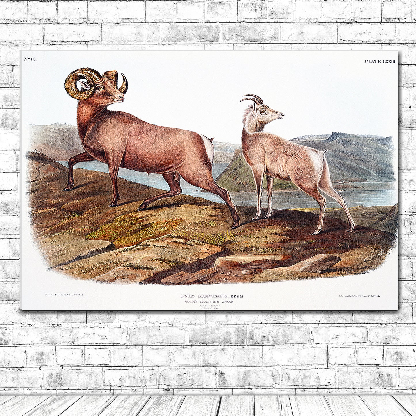 Rocky Mountain Sheep by John J. Audubon
