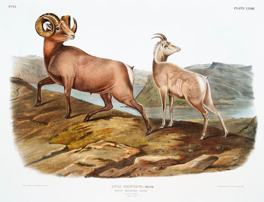 Rocky Mountain Sheep (Ovis montana) by John James Audubon