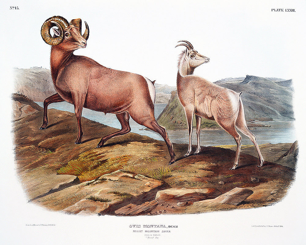 A framed print depicting two sheep on a landscape background, with a black frame around the image.
