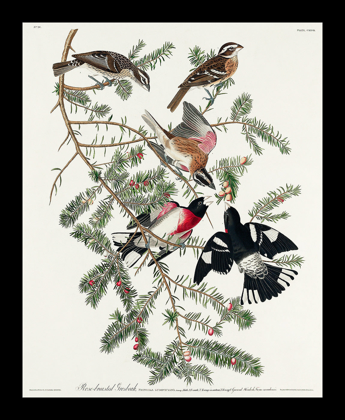 Whip-poor-will by John J. Audubon