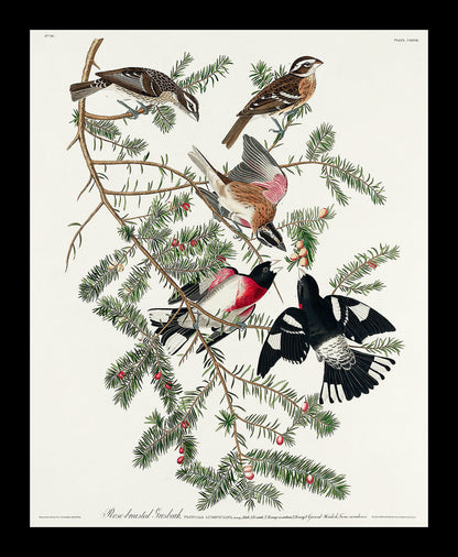 Whip-poor-will by John J. Audubon