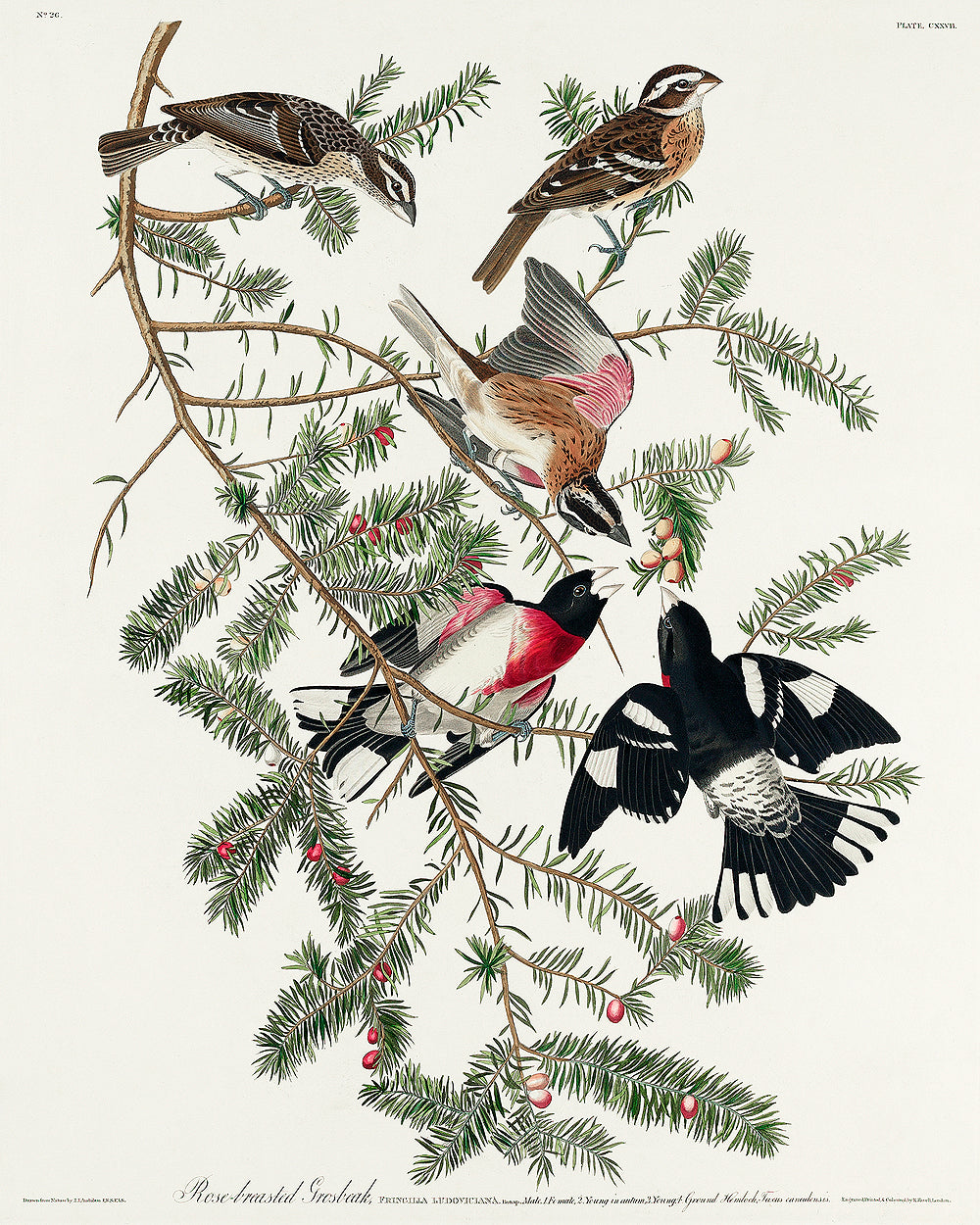 A framed print of a Rose-breasted Grosbeak bird among tree branches, with a black border and wooden frame.