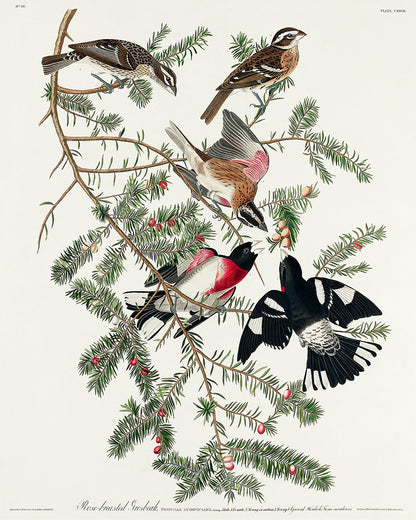 A framed print of a Rose-breasted Grosbeak bird among tree branches, with a black border and wooden frame.