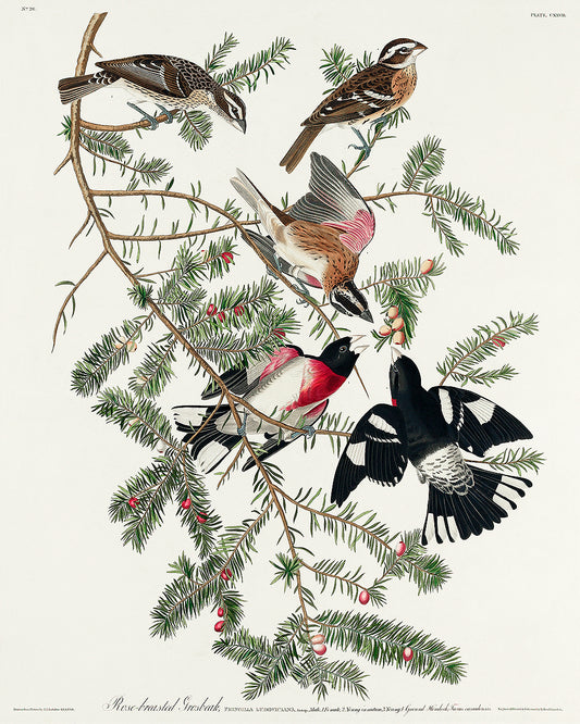 A framed print of a Rose-breasted Grosbeak bird among tree branches, with a black border and wooden frame.