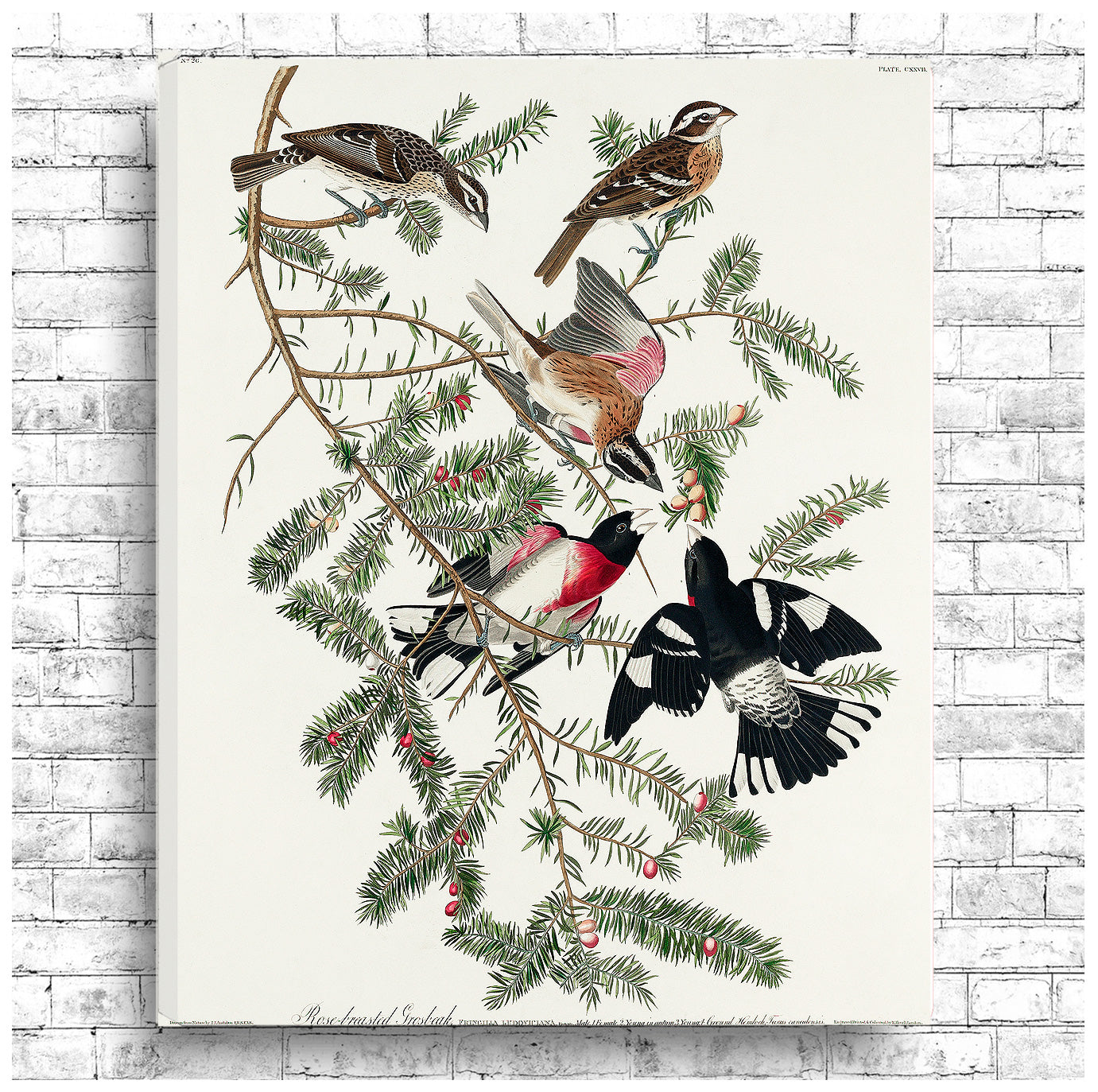 A framed print of a Rose-breasted Grosbeak bird among tree branches, with a black border and wooden frame.