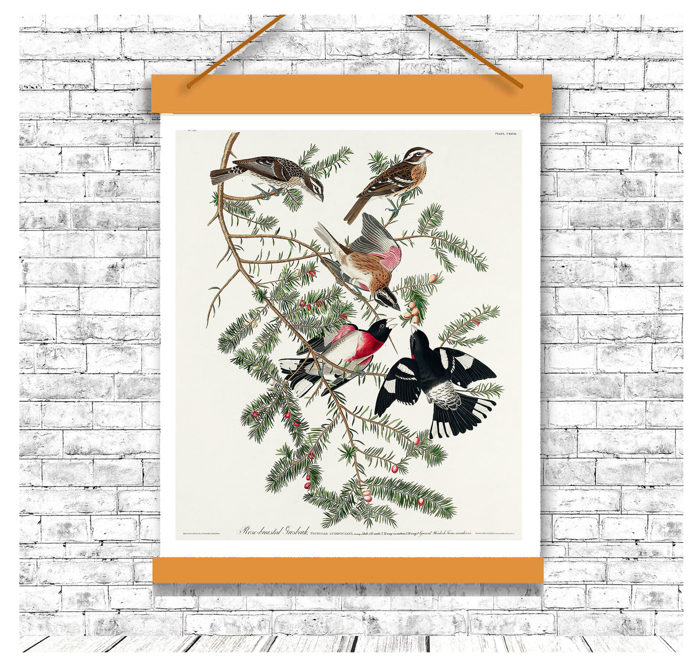Rose-breasted Grosbeak by John J. Audubon