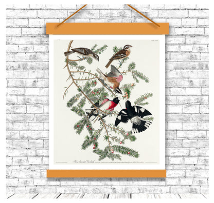 Rose-breasted Grosbeak by John J. Audubon