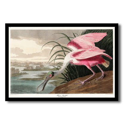 Roseate Spoonbill by John J. Audubon