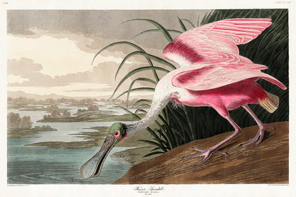 A framed print of a Roseate Spoonbill bird by John J. Audubon, depicting the bird in a natural setting with water and vegetation in the background.