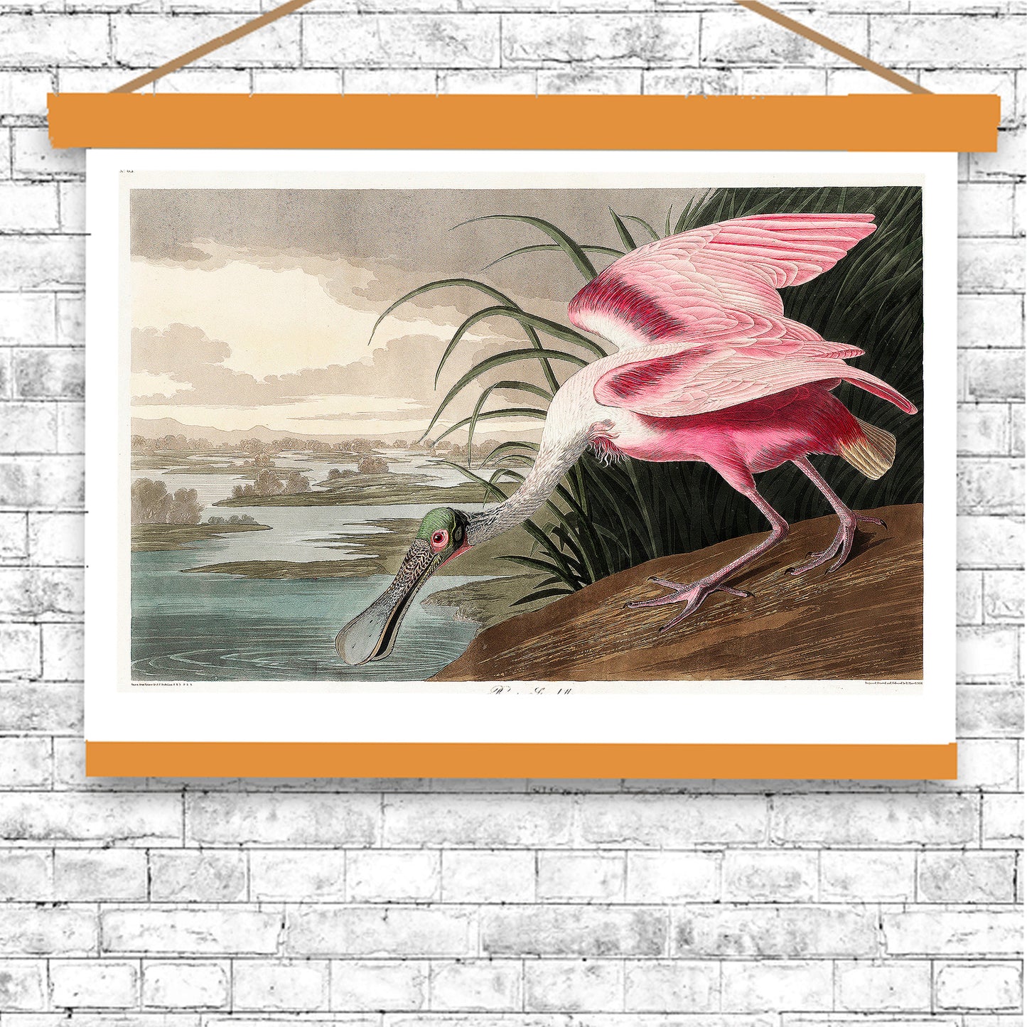 Roseate Spoonbill by John J. Audubon