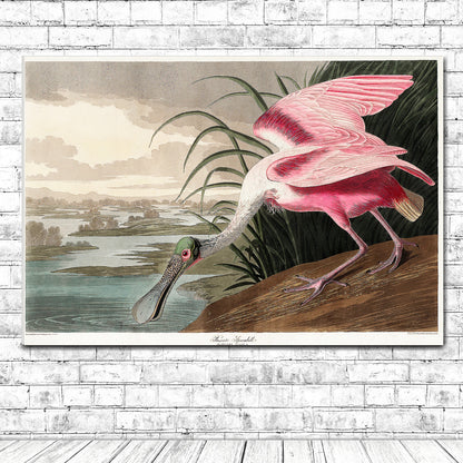 Roseate Spoonbill by John J. Audubon
