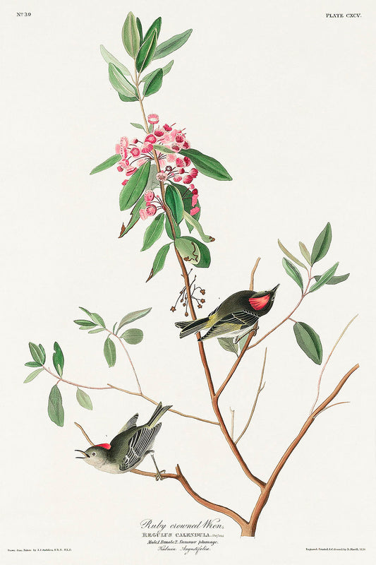 Ruby crowned Wren from Birds of America (1827) by John James Audubon