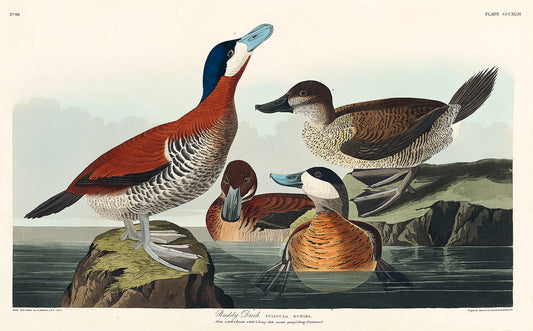 Ruddy Duck from Birds of America (1827) by John James Audubon