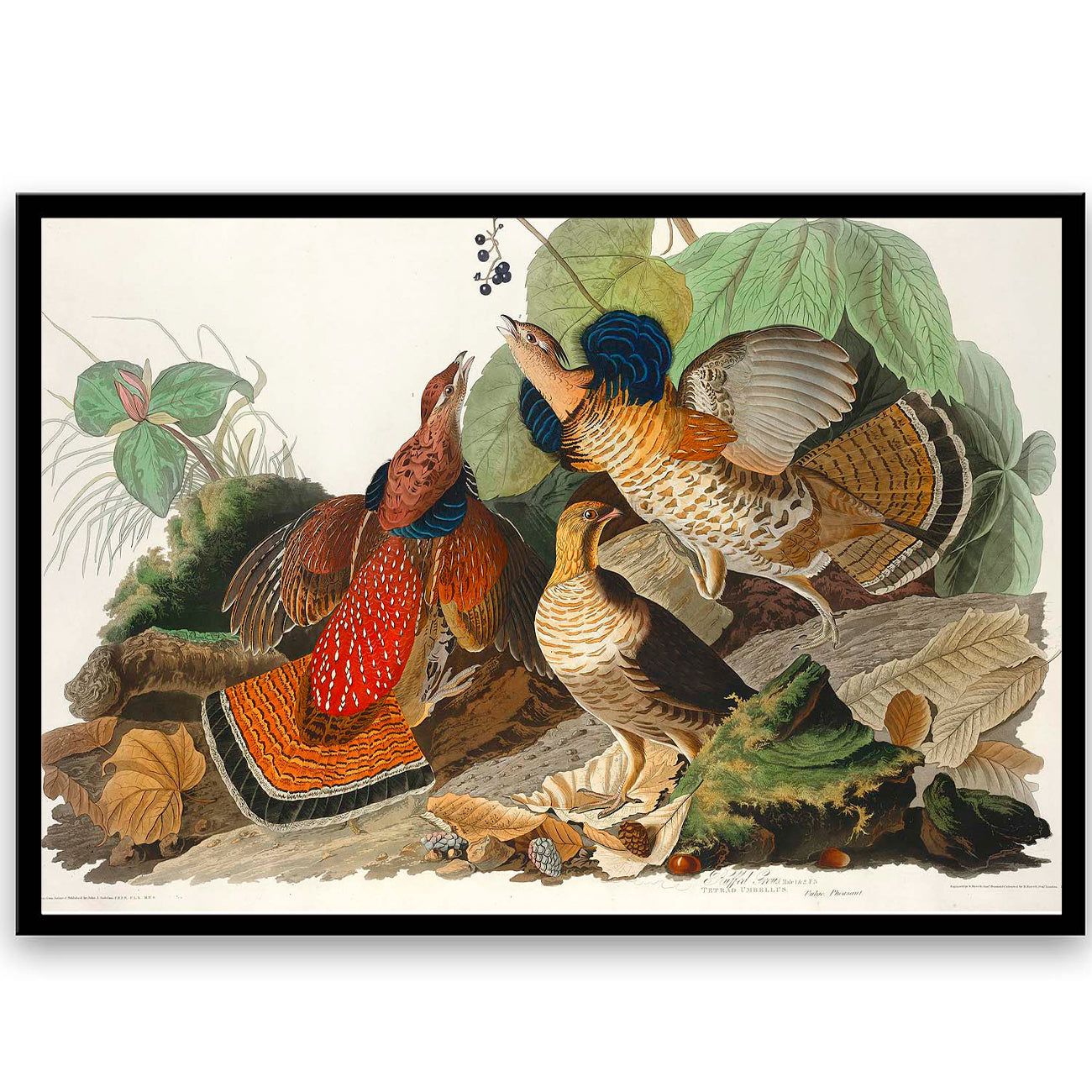 Ruffed-Grouse by John J. Audubon  | Choose Style | Size & Trim Color