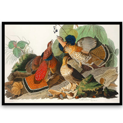 Ruffed-Grouse by John J. Audubon  | Choose Style | Size & Trim Color