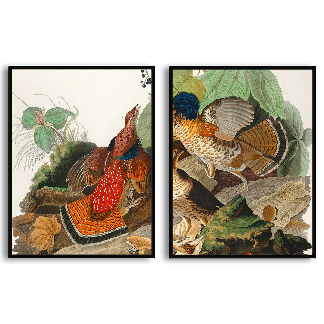 Ruffed-Grouse by John J. Audubon  | Choose Style | Size & Trim Color