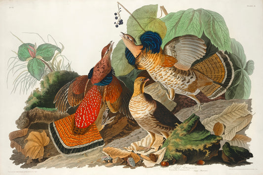 Ruffed Grouse from Birds of America (1827) by John James Audubon