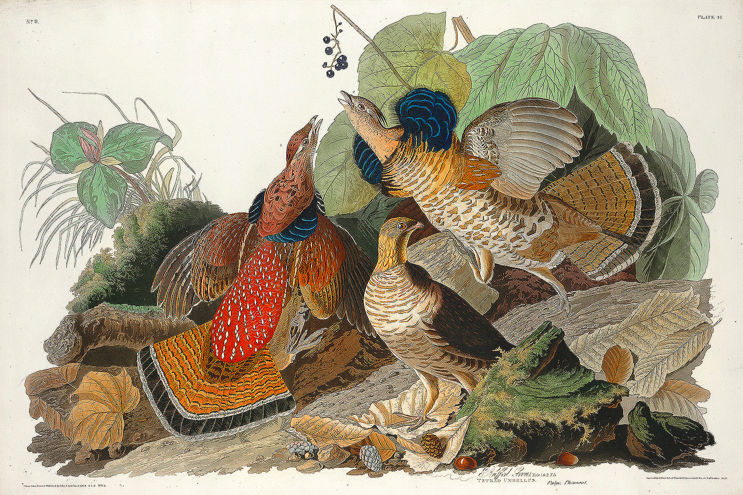 Ruffed Grouse by John J. Audubon
