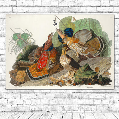 Ruffed Grouse by John J. Audubon