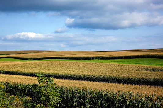 Rural Wisconsin Corn Fields