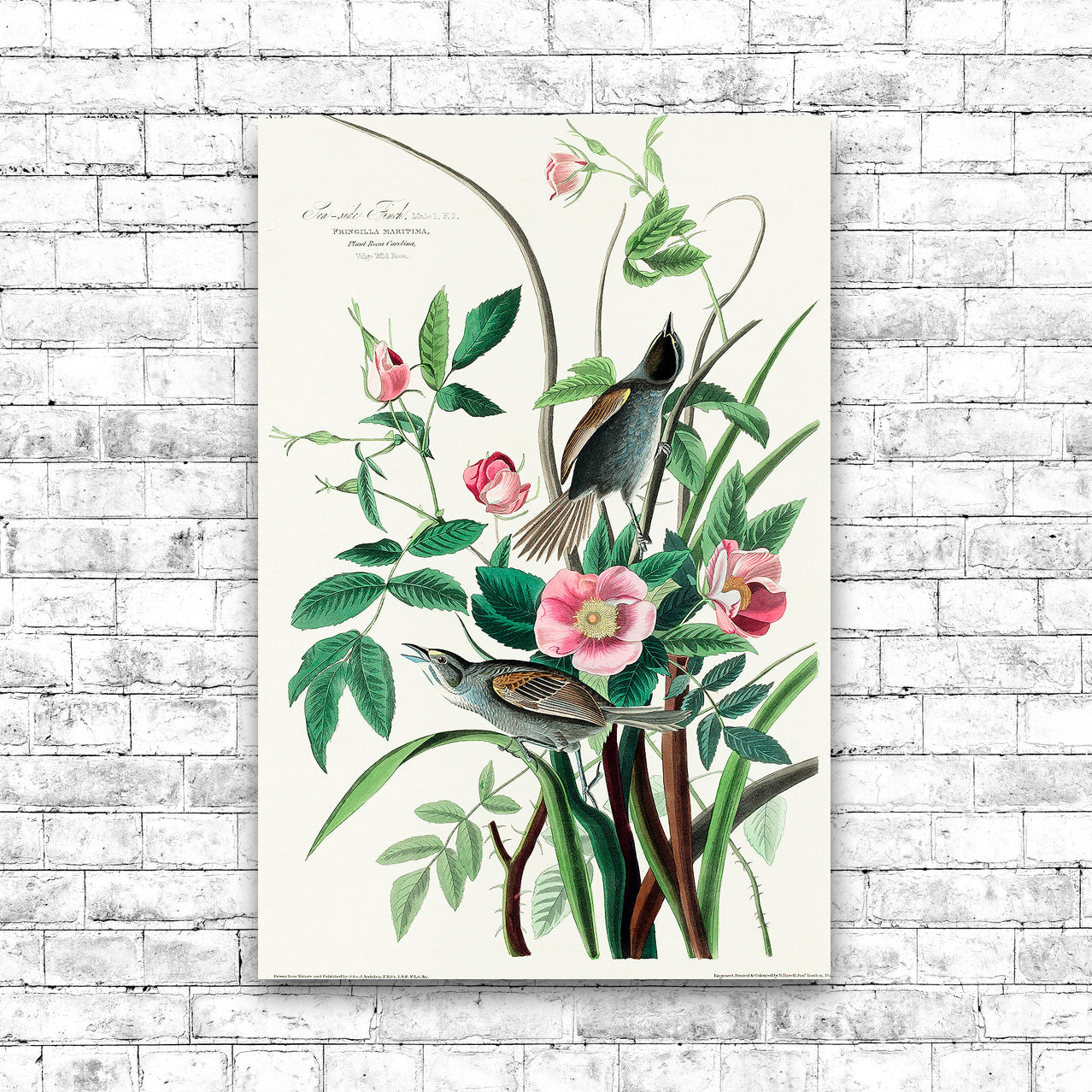 Seaside Finch by John J. Audubon