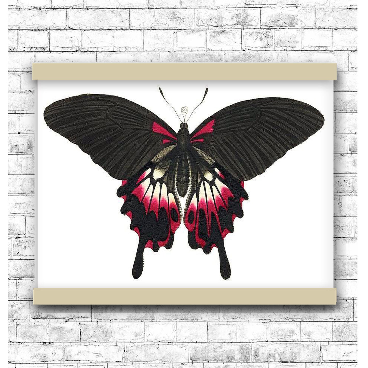 Great dusky Swallow-tailed by George Shaw (1751-1813) | Hanging Canvas Art | Choice of Board Colors
