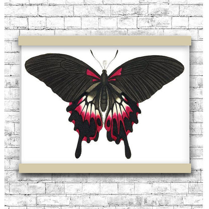 Great dusky Swallow-tailed by George Shaw (1751-1813) | Hanging Canvas Art | Choice of Board Colors