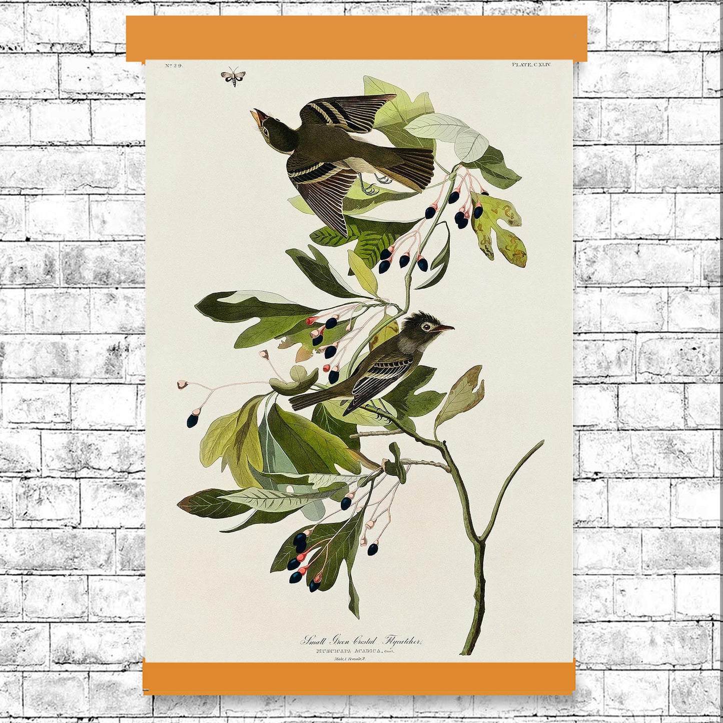 A-Small Green Crested Flycatcher by John J. Audubon