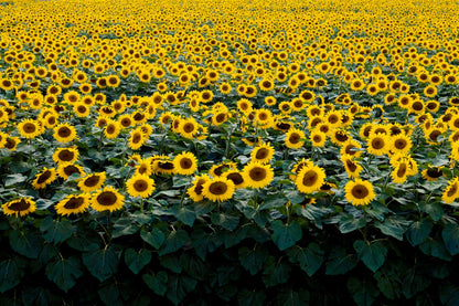 Sunflower Field in Wisconsin