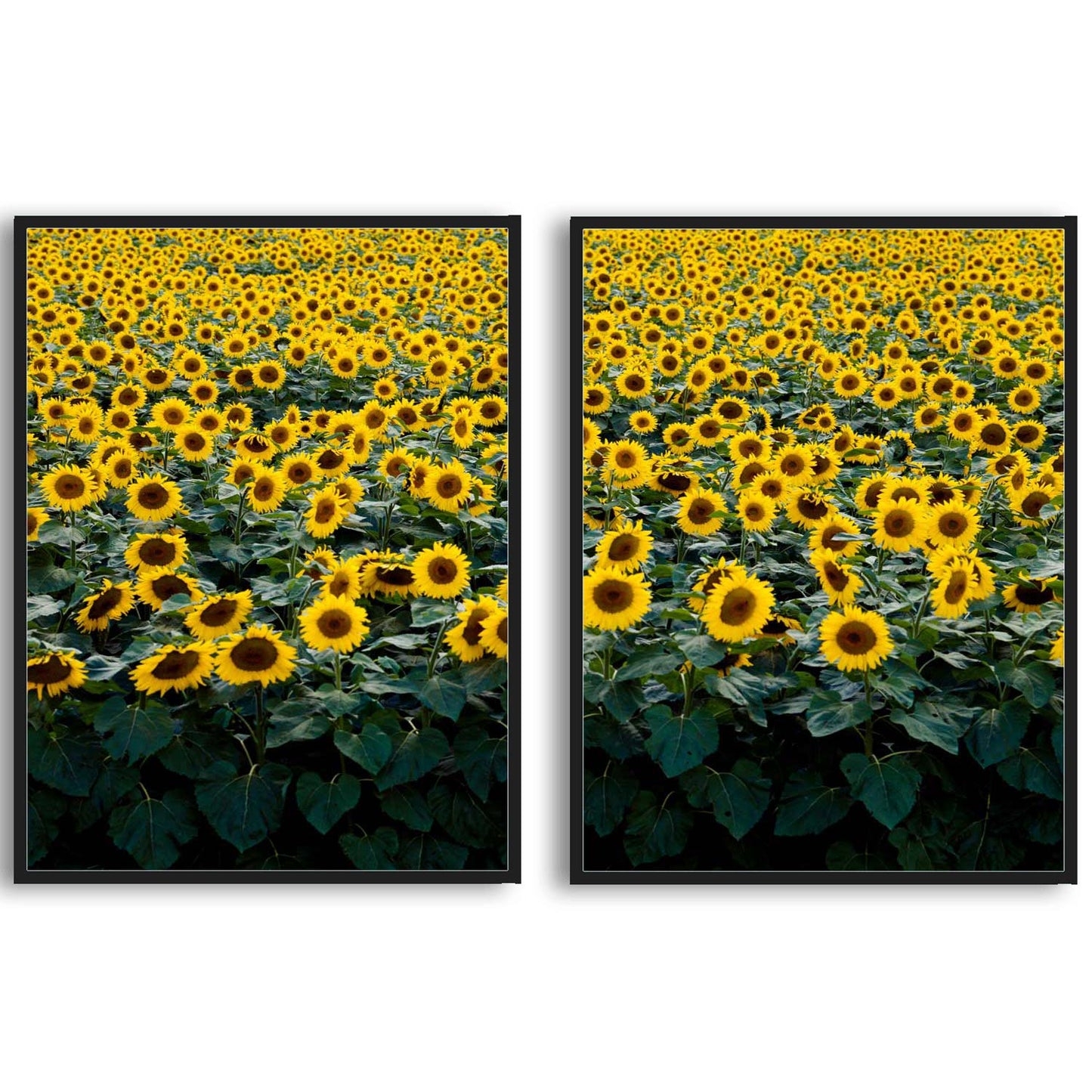 Sunflower Field in Wisconsin  | Choose Style | Size & Trim Color