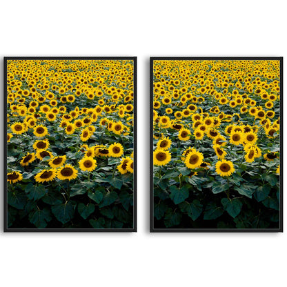 Sunflower Field in Wisconsin  | Choose Style | Size & Trim Color