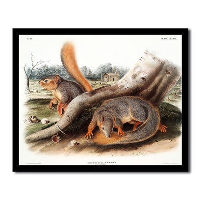 Say's Squirrel by John J. Audubon