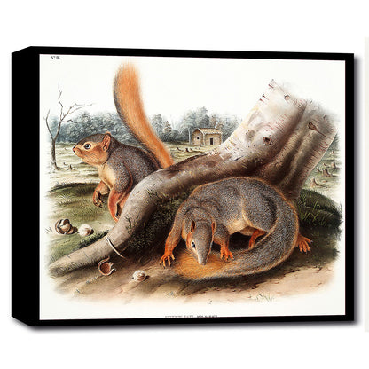 Say's Squirrel by John J. Audubon