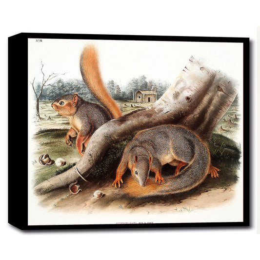 Say's Squirrel by John J. Audubon