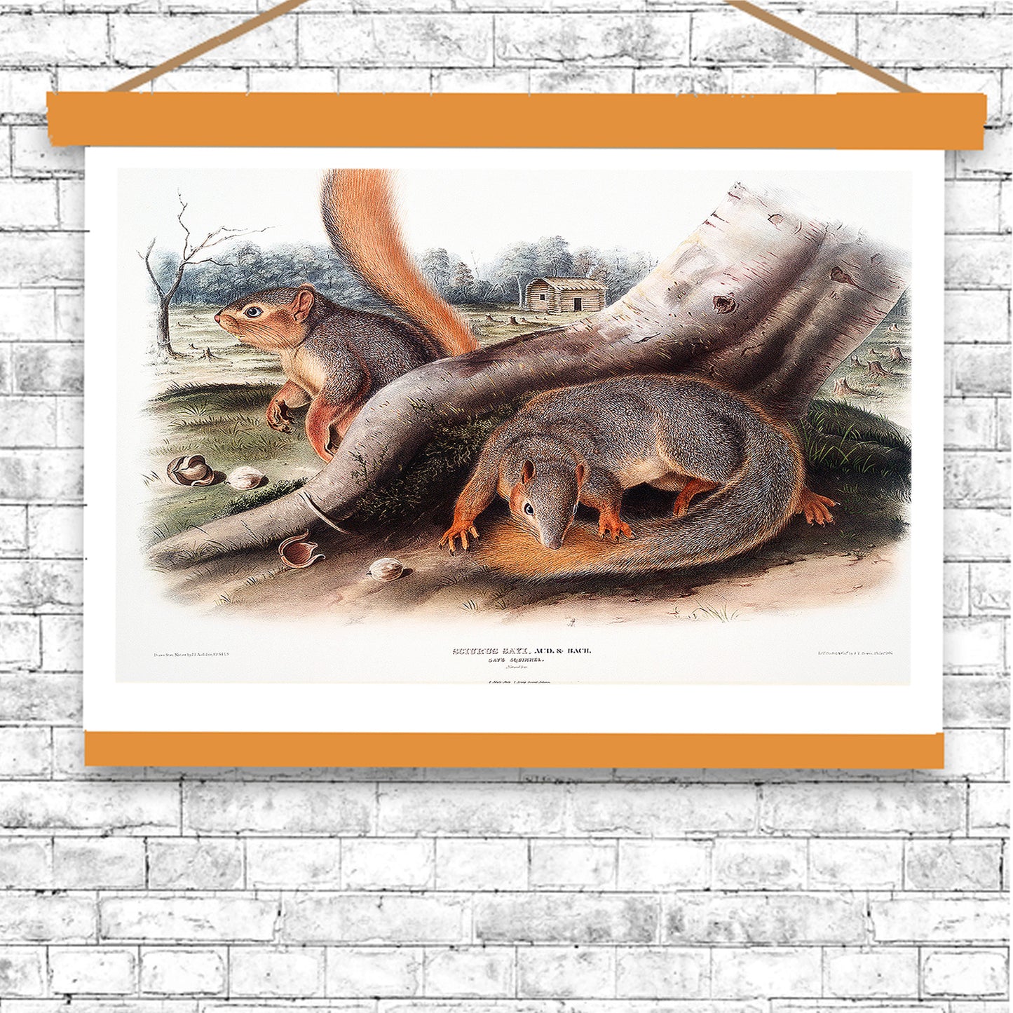 Say's Squirrel by John J. Audubon