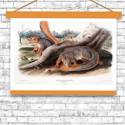 Say's Squirrel by John J. Audubon
