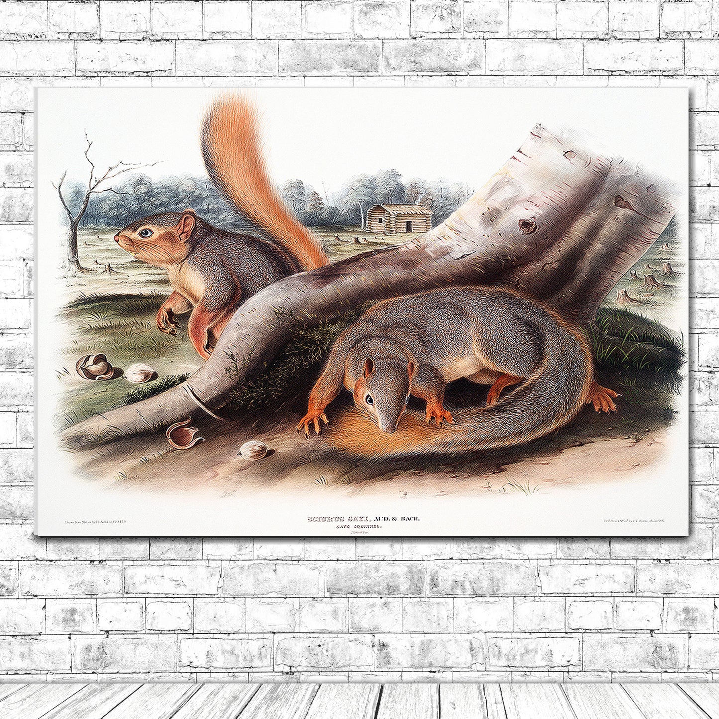Say's Squirrel by John J. Audubon