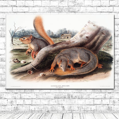Say's Squirrel by John J. Audubon