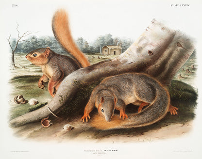 A color illustration of two squirrels on a branch with a backdrop of a wooden structure and an open landscape.