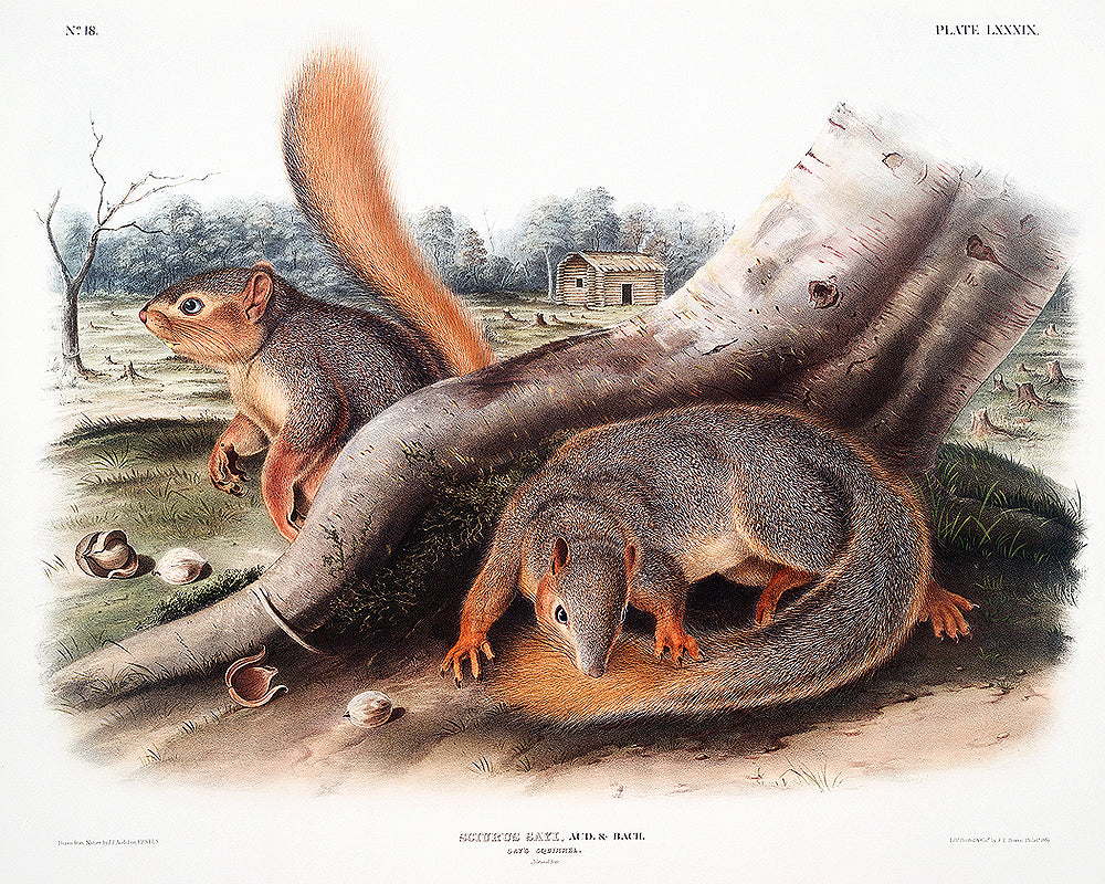 A printed art piece featuring two squirrels among natural elements, presented in a black frame.