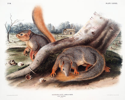 A printed art piece featuring two squirrels among natural elements, presented in a black frame.