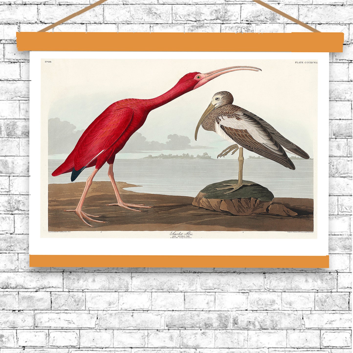 Scarlet Ibis by John J. Audubon