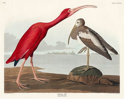 A framed print of two birds, one red and one gray, on a landscape background, offered as a product option in various configurations such as framed, border and wrap, or tapestry hung.