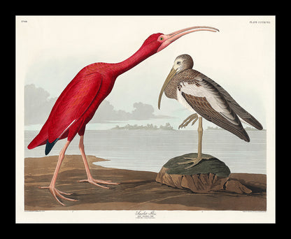 Scarlet Ibis by John J. Audubon